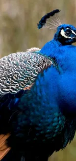 Stunning mobile wallpaper of a vibrant blue peacock.