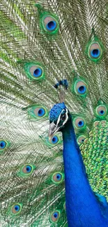 Vibrant peacock with spread feathers mobile wallpaper.