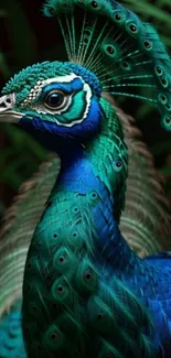 A vibrant peacock with emerald and blue feathers displayed beautifully against foliage.