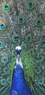 Majestic peacock with vibrant feathers spread wide.