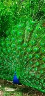 A vibrant peacock with colorful feathers in lush greenery.