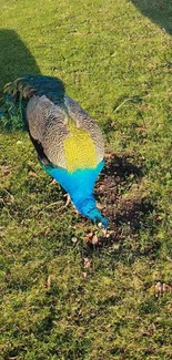 Vibrant peacock with colorful feathers on green grass.