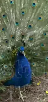 Bright blue peacock with fully fanned feathers.