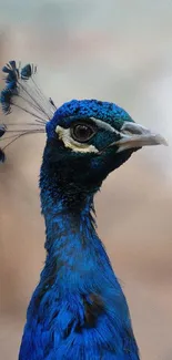 Close-up of a vibrant peacock with detailed blue feathers.