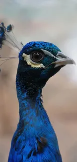 Close-up of a vibrant blue peacock with detailed feathers and natural background.