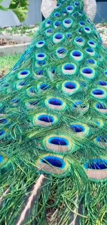 Vibrant peacock tail showcasing intricate feather patterns.