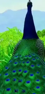 Vibrant green and blue peacock with lush greenery background.