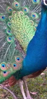 A vibrant peacock displaying its colorful plumage with blue and green feathers.