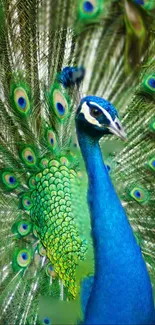 Majestic peacock with vibrant blue plumage and detailed tail feathers.