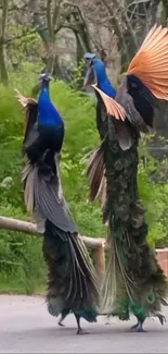 Two peacocks dancing gracefully against green nature backdrop.