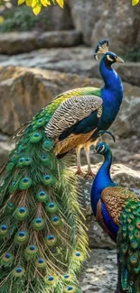 Two vibrant peacocks standing on rocks in a natural setting.