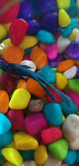 Vibrant pebbles and Betta fish mobile wallpaper.