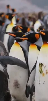 Dynamic wallpaper of penguins in their natural habitat.