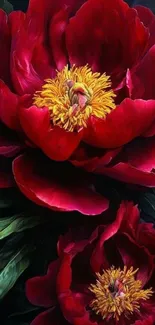 Vibrant red peony flowers with green leaves.