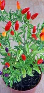 Vibrant chili pepper plant in a terracotta pot on a wooden surface.