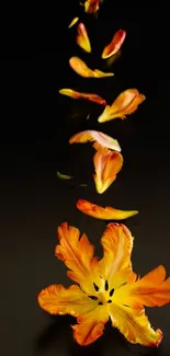 Vibrant orange petals on black background, creating a striking mobile wallpaper.