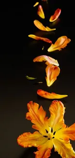 Vibrant orange and yellow petals on black background