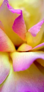 Close-up of vibrant yellow and pink flower petals.