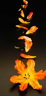 Orange petals gracefully scattered on a black background.