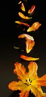 Orange and yellow petals on dark background wallpaper.