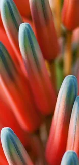 Close-up of vibrant coral petals in nature wallpaper.