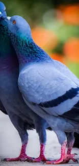 Two vibrant pigeons stand close together with a colorful background.