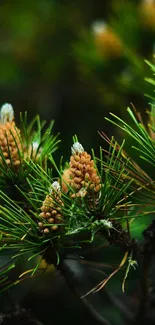 Close-up of vibrant pine needles with cones on a dark green background.