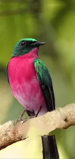 Vibrant pink and green bird on a branch.