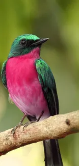 A vibrant bird with pink body and green feathers perched on a branch.