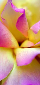 Close-up of vibrant pink and yellow flower petals.