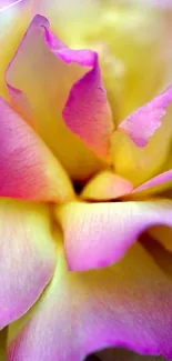 Close-up of a vibrant pink and yellow flower with soft petals.