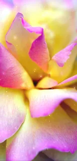 Close-up of a vibrant pink and yellow rose with detailed petals.