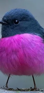 Vibrant pink bird with fluffy feathers mobile wallpaper.