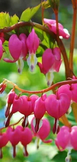 Vibrant pink Bleeding Hearts flowers with lush green foliage in sunlight.