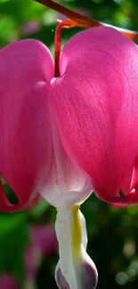 Pink flower with lush green background.