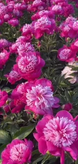 Bright pink peony flowers in full bloom.