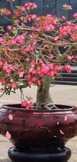 Vibrant pink flowering bonsai in a brown pot.