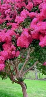 Pink blossom tree with lush greenery backdrop.