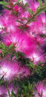 Pink fluffy blossoms against dark background