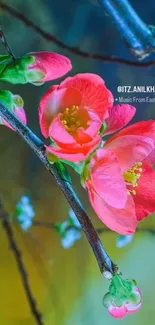 Pink blossoms on branches against a blue and green background.