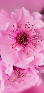 Close-up view of vibrant pink cherry blossoms in full bloom.