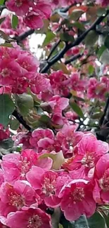 Close-up image of pink flowers in bloom.