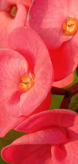 Close-up of vibrant pink flowers with golden centers.