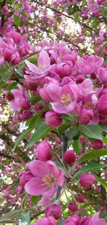 Pink blossoms in full bloom on a tree branch.