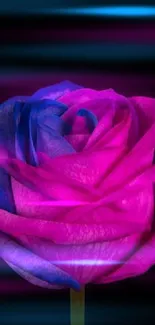 Pink and blue rose on a black background wallpaper.