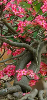 Vibrant pink bonsai tree with intricate branches and flowers.