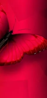 Vibrant pink butterfly on a colorful background, perfect for mobile screens.