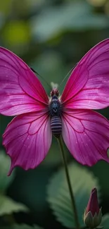Vibrant pink butterfly with detailed wings in nature.