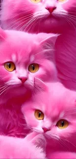 A group of fluffy pink cats with golden eyes in a vibrant wallpaper.