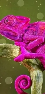 A vibrant pink chameleon perched on a branch against a green backdrop.